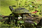 Audubon Swamp Garden