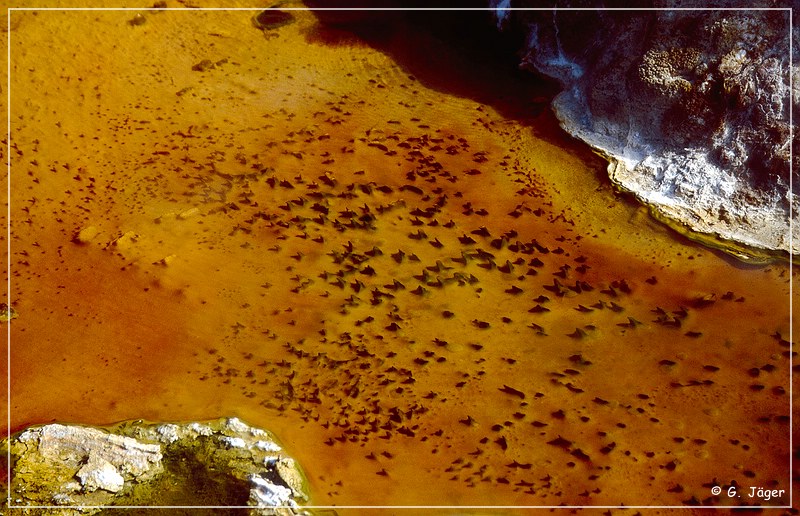 el_tatio_23.jpg