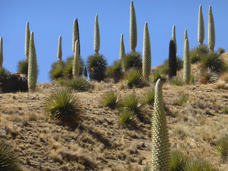 puya_raimondii2016_02.jpg