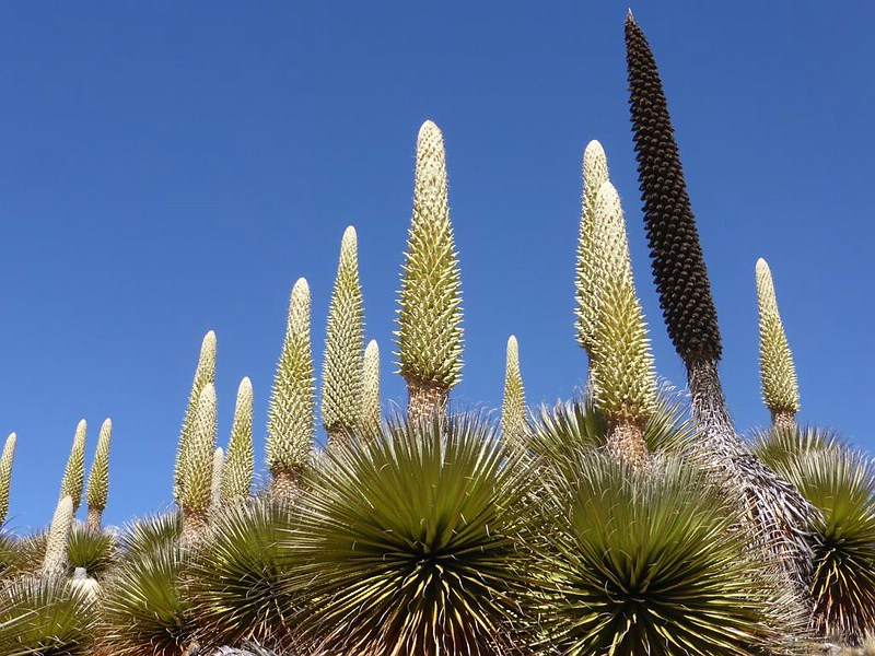 puya_raimondii2016_03.jpg
