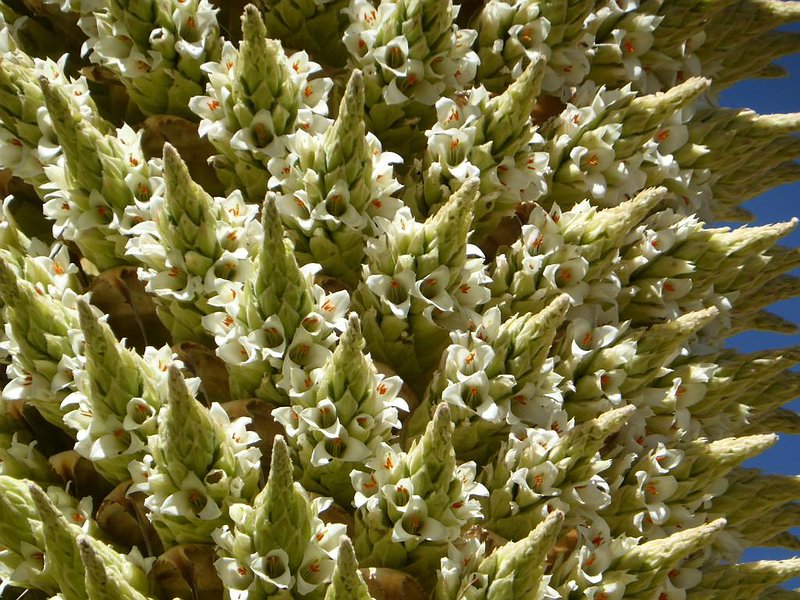 puya_raimondii2016_06.jpg