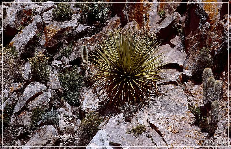 puya_raimondii_05.jpg