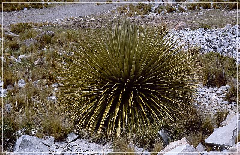 puya_raimondii_06.jpg
