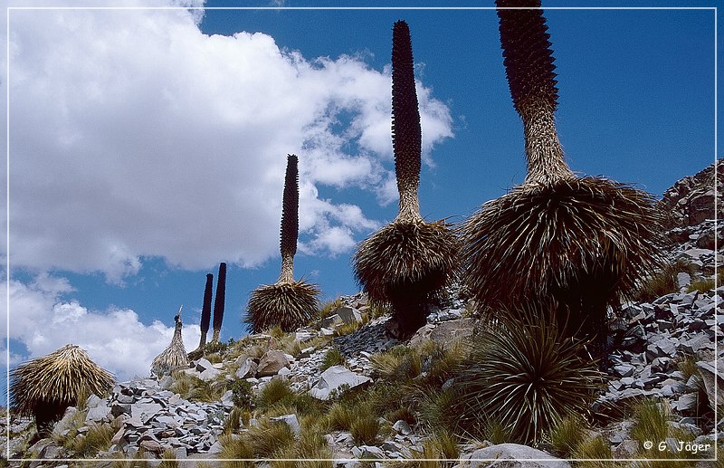 puya_raimondii_15.jpg