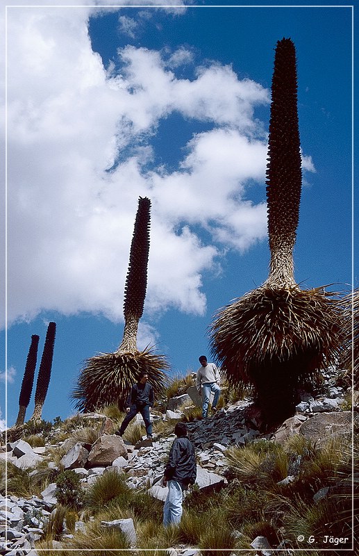 puya_raimondii_16.jpg