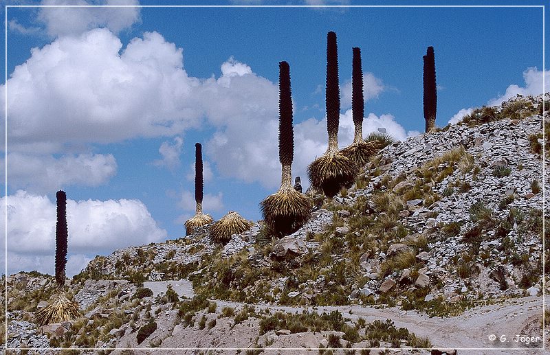 puya_raimondii_19.jpg