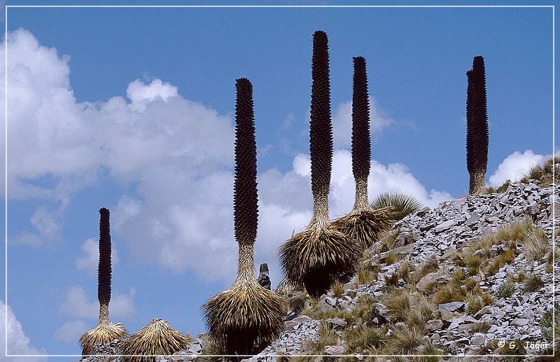 puya_raimondii_20.jpg