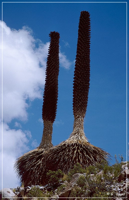 puya_raimondii_23.jpg