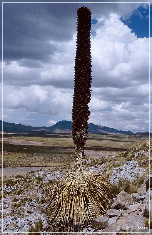 puya_raimondii_25.jpg