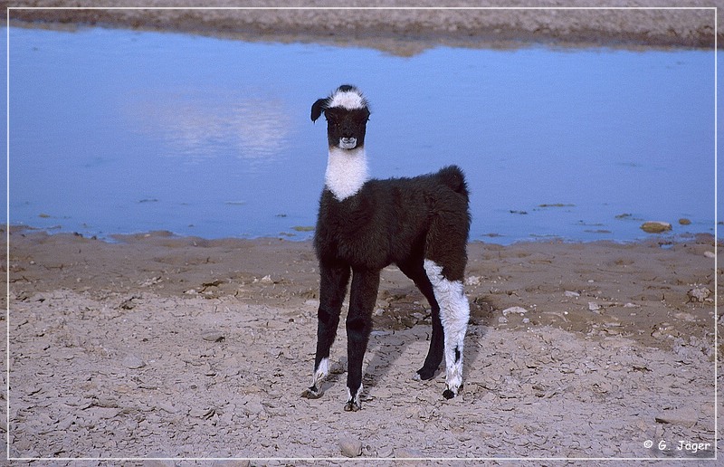 salar_de_uyuni0_08.jpg