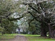 Magnolia Plantation