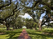 Oak Alley Plantation