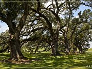 Oak Alley Plantation