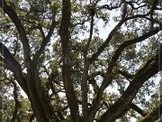 Oak Alley Plantation