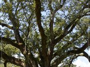 Oak Alley Plantation