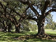 Oak Alley Plantation