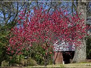 Natchez