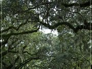 Boone Hall Plantation