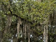 Boone Hall Plantation