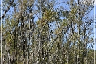 Audubon Swamp Garden