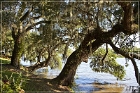 Magnolia Plantation Ashley River