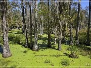 Audubon Swamp Garden