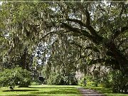 Magnolia Plantation & Gardens