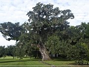 McLeod Plantation