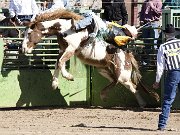 Gold Rush Days Rodeo