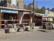 Oatman GT