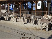 Oatman GT