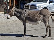 Oatman GT