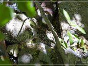 Crystal Mill