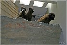 Head Smashed-In Buffalo Jump