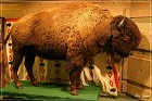 Head Smashed-In Buffalo Jump
