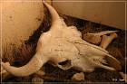 Head Smashed-In Buffalo Jump