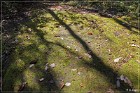 Petroglyph PP