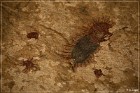 Fate Bell Pictograph Site, Cave 1