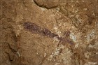 Fate Bell Pictograph Site, Cave 1