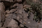 Badger Springs Trail