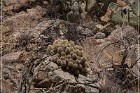 Badger Springs Trail