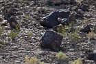Antelope Hill Petroglyphs