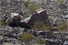 Antelope Hill Petroglyphs
