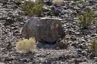 Antelope Hill Petroglyphs