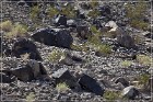 Antelope Hill Petroglyphs
