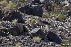 Antelope Hill Petroglyphs