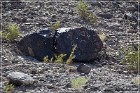 Antelope Hill Petroglyphs