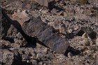 Antelope Hill Petroglyphs