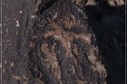 Antelope Hill Petroglyphs