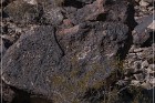 Antelope Hill Petroglyphs